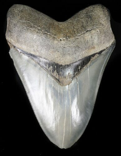 Serrated, Fossil Megalodon Tooth - Georgia #47214
